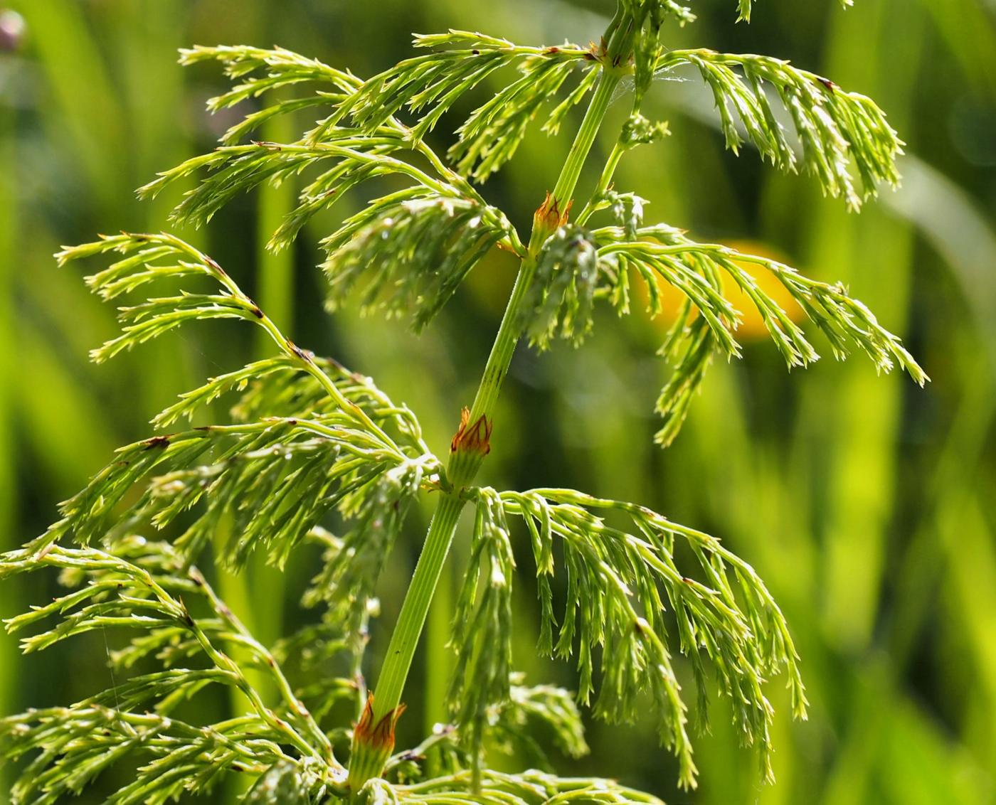 Horsetail, Wood leaf